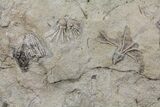 Crinoid Fossils ( Species) - Gilmore City, Iowa #86375-4